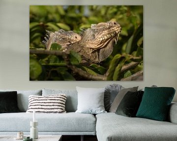 A pair of mating Antillean iguanas by Thijs van den Burg