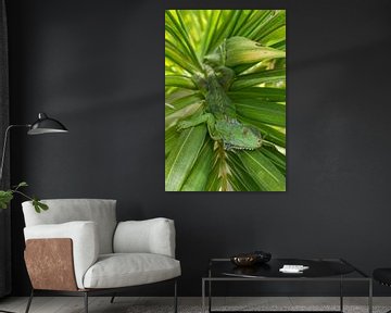 Green iguana lying in palm leaf on Aruba by Thijs van den Burg