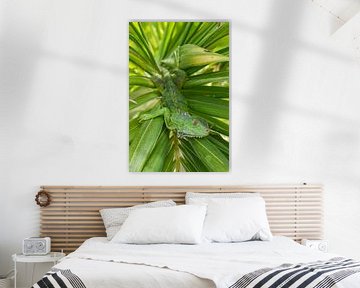 Groene leguaan liggend in palm blad op Aruba van Thijs van den Burg