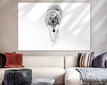 Graue Wölfin auf weißem Hintergrund von Michael Semenov