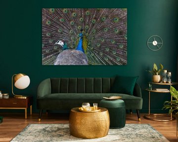 Beautiful peacock by Mathijs De Koning