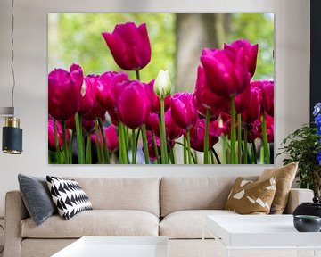 White between the pink-red (tulips) by Marly De Kok