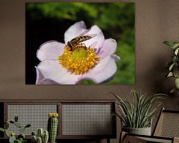 Insect op een bloem van Laurent Scheffer