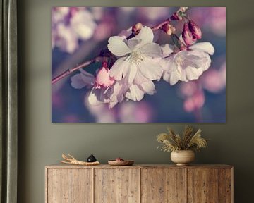 Cherry Blossom by Violetta Honkisz