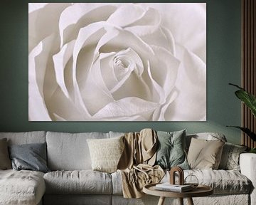 Weiße Rose von Violetta Honkisz
