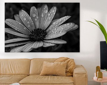 Flower in Black & White von Luke Price