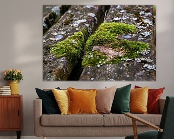 Moss