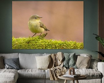 Chiffchaff dans un cadre magnifique