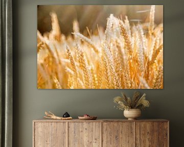 Gold coloured cornfield by Peter de Kievith Fotografie