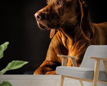 Portrait Photo Of A Brown Vizsla Dog by Diana van Tankeren