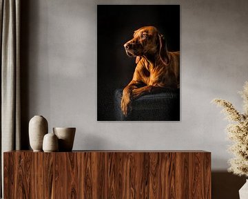 Portret Foto Van Een Bruine Vizsla Hond