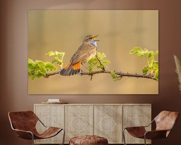 singing bluethroat by Ben Bokeh