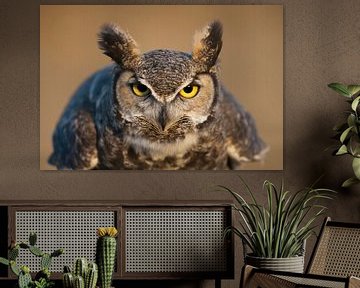 LP 70484114 Portrait of Great Horned Owl by BeeldigBeeld Food & Lifestyle