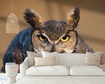 LP 70484114 Portrait of Great Horned Owl by BeeldigBeeld Food & Lifestyle