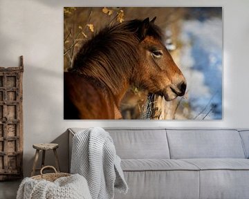 Paard in winterlandschap van Marcel Kerdijk