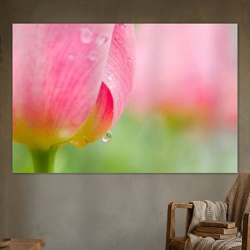 LP 70484551 Tau auf einer Tulpe von BeeldigBeeld Food & Lifestyle