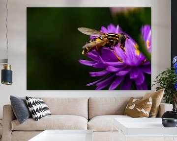 zweefvlieg op zoek naar nectar bij paarse bloem