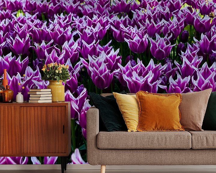 Sfeerimpressie behang: paarse tulpen met witte rand in tulpenveld bij keukenhof van Margriet Hulsker