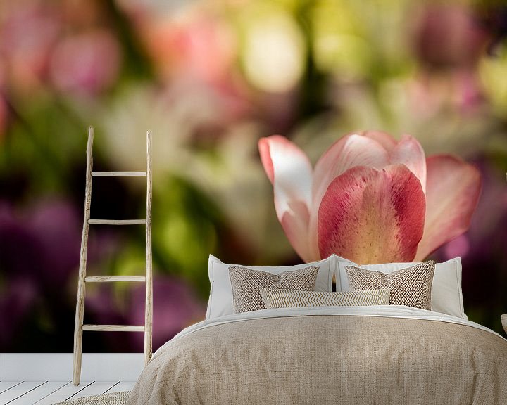 Sfeerimpressie behang: roze witte tulp met meerdere bloemen op de achtergrond van Margriet Hulsker