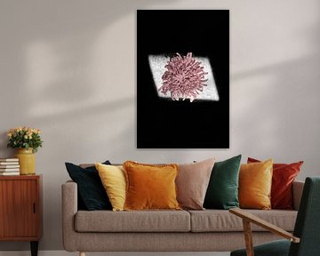 Roze chrysant bloem (optie: tweeluik)