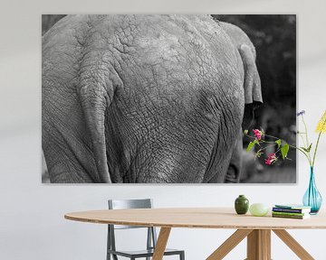 Elefant