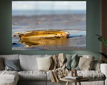 schelp op het strand van Annelies Cranendonk