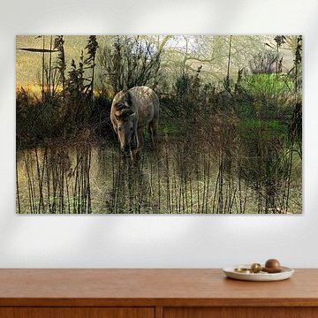 Konik horse at sunset