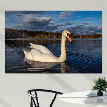 Schwan in ruhigem Wasser