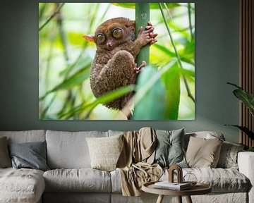 Tarsier auf der Insel Bohol auf den Philippinen von Teun Janssen