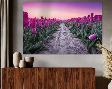 Purple tulips during sunrise
