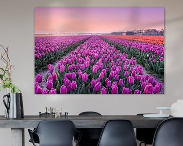 Tulpenvelden bij een vroege zonsopkomst