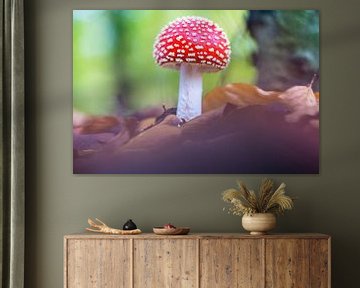 Agaric mouche rouge à points blancs à Forest sur Fotografiecor .nl