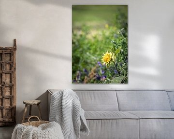 Knospende Sonnenblume in einem holländischen Feldrand