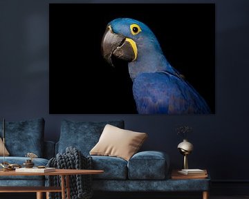 Hyacinth macaw portrait by Elles Rijsdijk