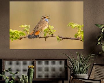 singing bluethroat by Ben Bokeh