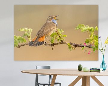 Singing bluethroat 2 (different crop) by Ben Bokeh