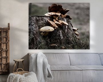 Pilze auf einem abgeschnittenen Baumstumpf. von Sharon de Groot