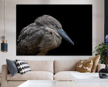 Hammerhead Vogel Porträt von Ben Bokeh