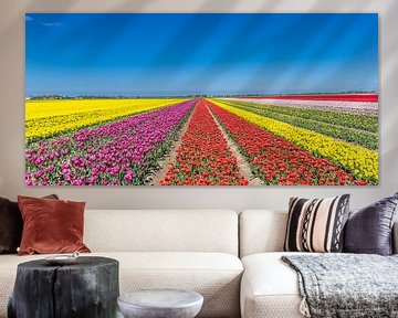 Panorama of a colorful tulips field in Noordoostpolder, Holland by Marc Venema