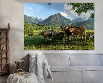 brown cows on a mountain pasture in Allgäu by Peter Schickert