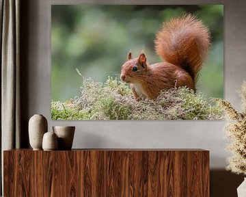 Curious squirrel. by Albert Beukhof