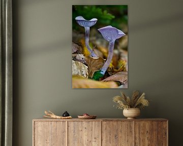Twee paarse paddenstoelen van Wim Stolwerk