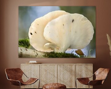 Paar paddenstoelen achter elkaar van Wim Stolwerk
