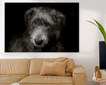 Irish Wolfhound by Stephen Young