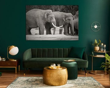 Elefantentreffen von Stephen Young