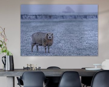 Winter op Texel schaap in de verse sneeuw