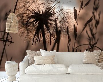 Paardebloem in het avondlicht