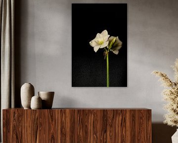 Amaryllis bloem wit van Karl Smits
