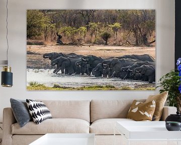 Trinkende Elefanten im Hwange NP, Simbabwe von Paul de Roos