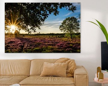 Flowering heathland on the Balloërveld by Dick Frieling